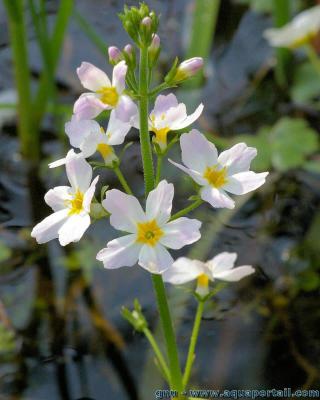 Gros plan des fleurs de la violette d'eau Hottonia palustris