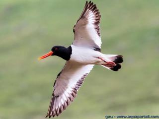 Haematopus ostralegus, l'huitrier pie en vol, ailes dployes