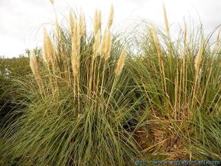 De l'herbe de la pampa Cortaderia selloana