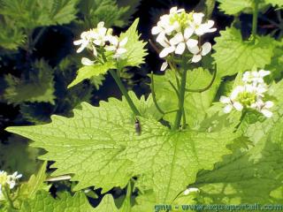 Une inflorescence d'alliaire officinale Alliaria petiolata