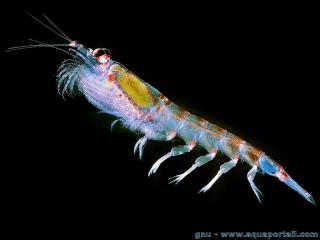 Le krill antartctique est l'espce Euphausia superba