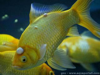 Maladies virales des poissons d'aquarium