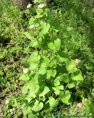 Des alliaires officinales en milieu naturel