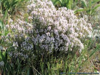 Thym cultiv Thymus vulgaris subsp. vulgaris