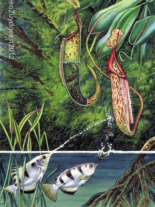 Dibujo de la cacera de insectos por parte del pez arquero : Toxotes jaculatrix