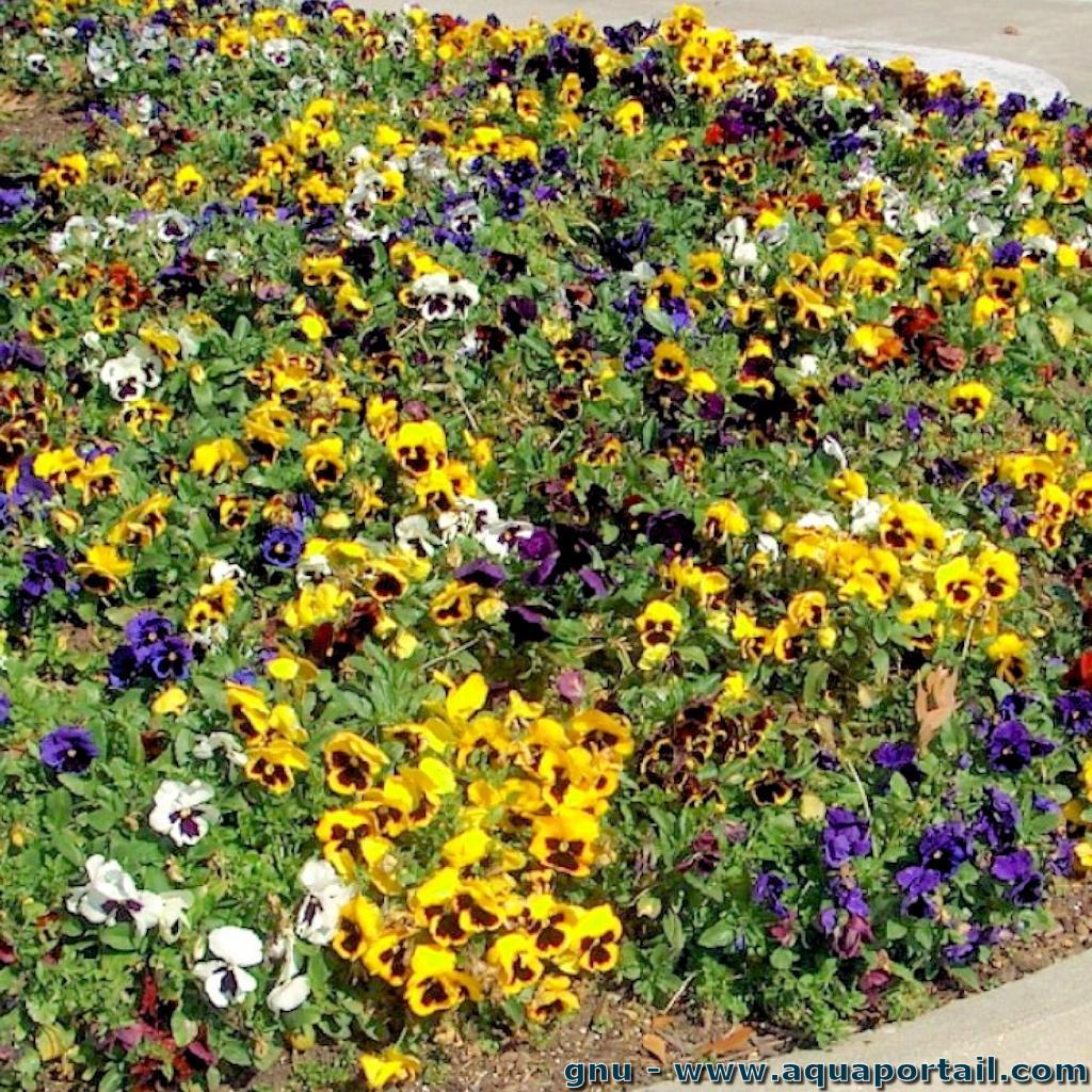 Viola wittrockiana (Pensée des jardins) – AquaPortail