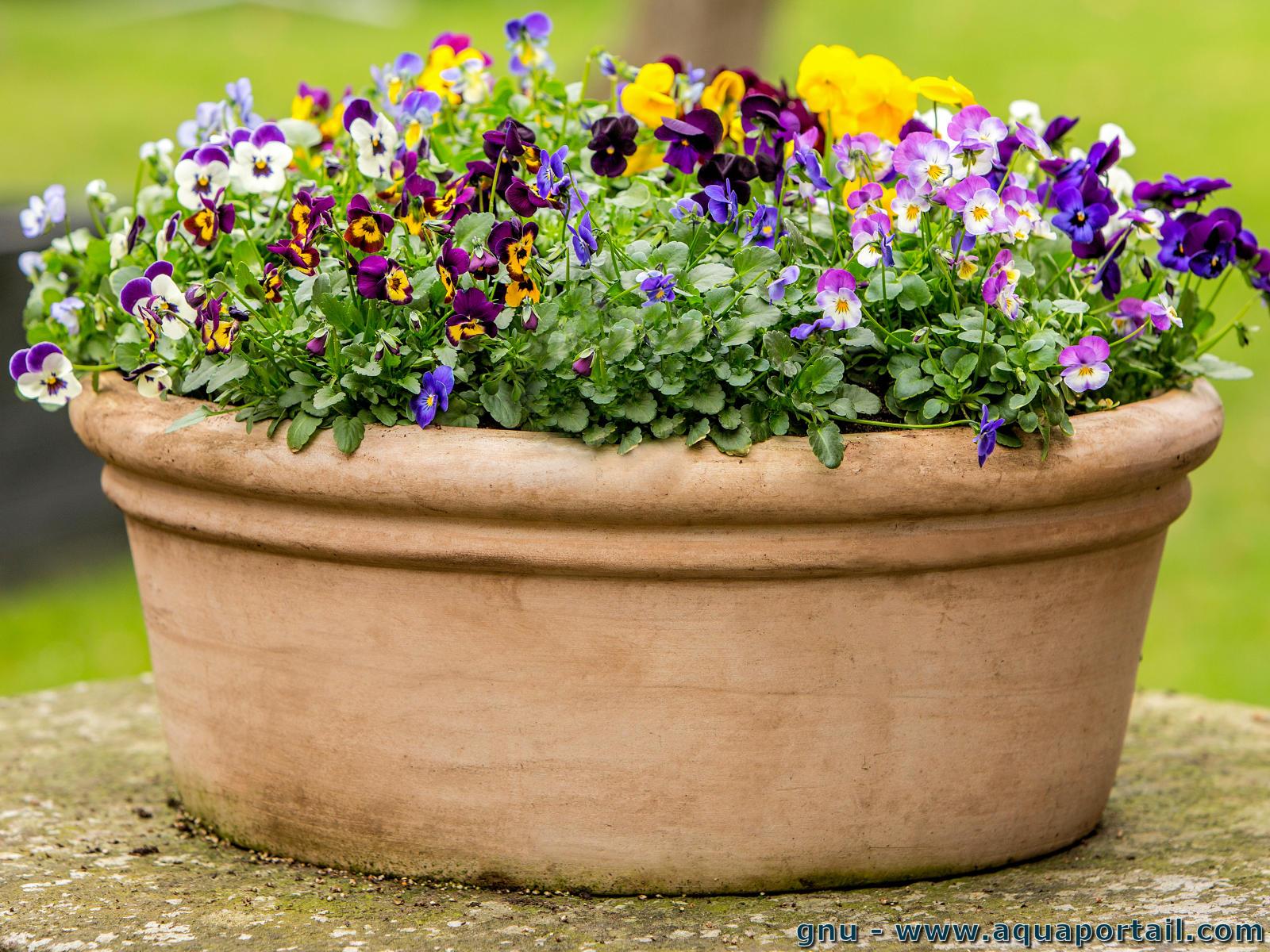 Viola wittrockiana (Pensée des jardins) – AquaPortail