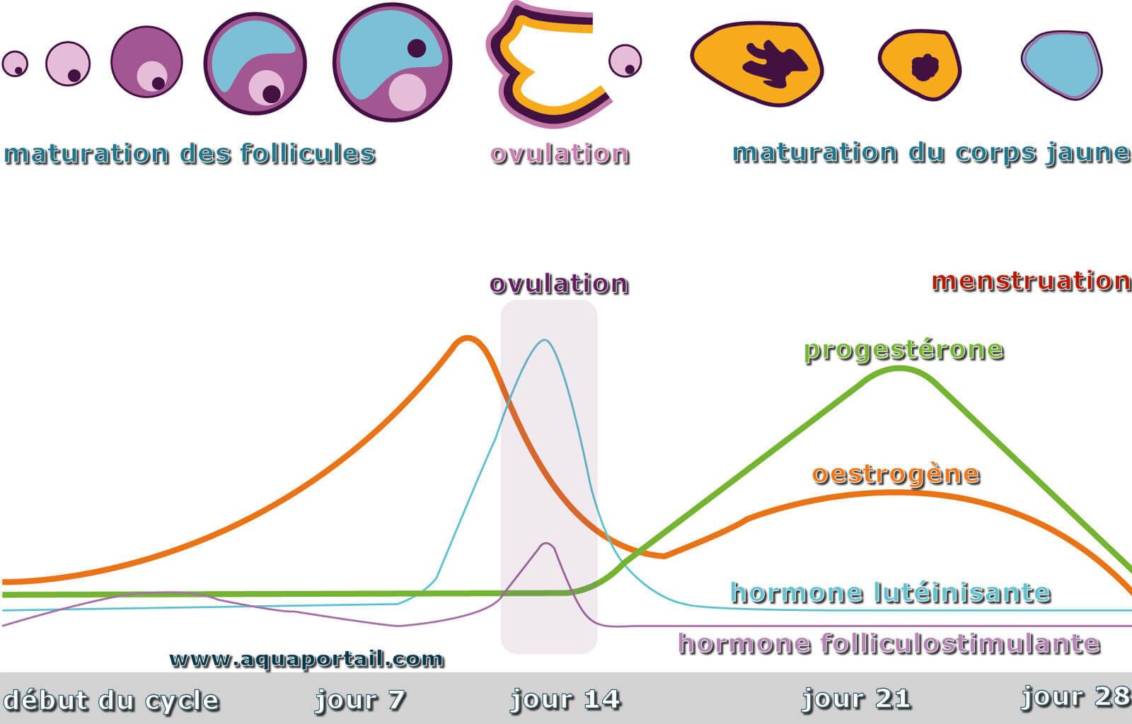 11 idées de Kiffe ton Cycle  cycle menstruel, cycle, cycle féminin