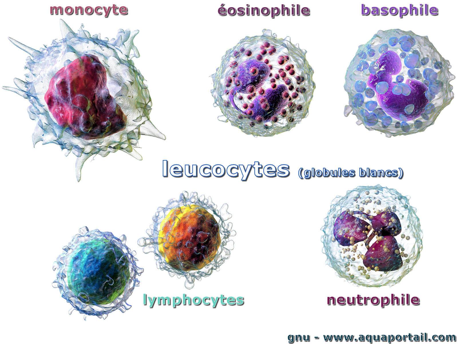 Leucocyte: définition et explications