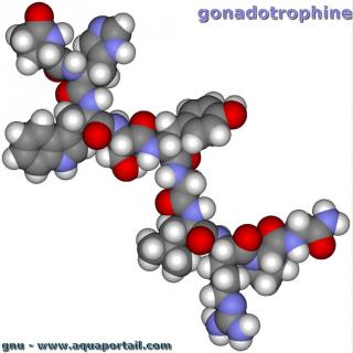 gonadotrophine