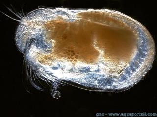 Un ostracode, un arthropode crustac aquatique