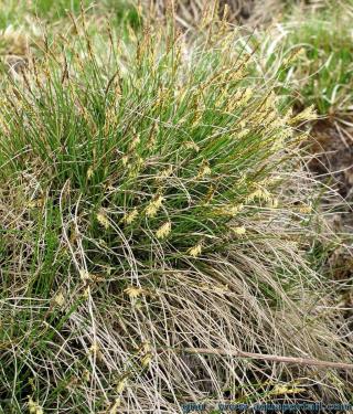 Plante neutrobasophile : la lache Carex davalliana