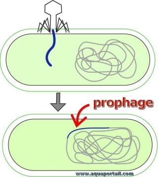 Un prophage en formation