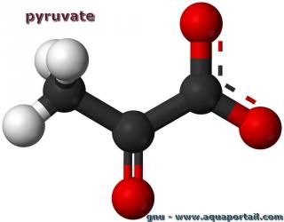 Molcule de pyruvate en 3D
