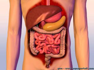 Schma du transit intestinal