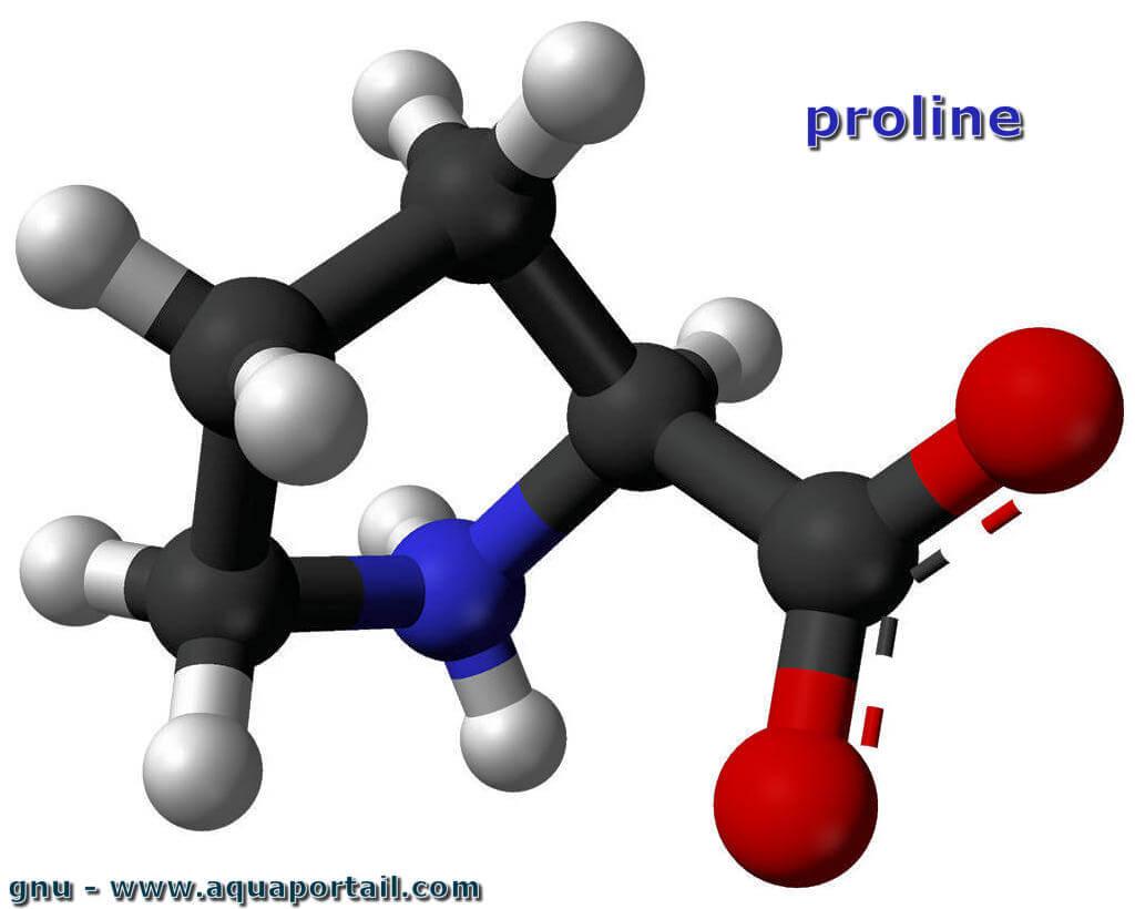 proline-d-finition-et-explications