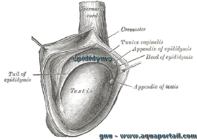 Testicule : définition et explications