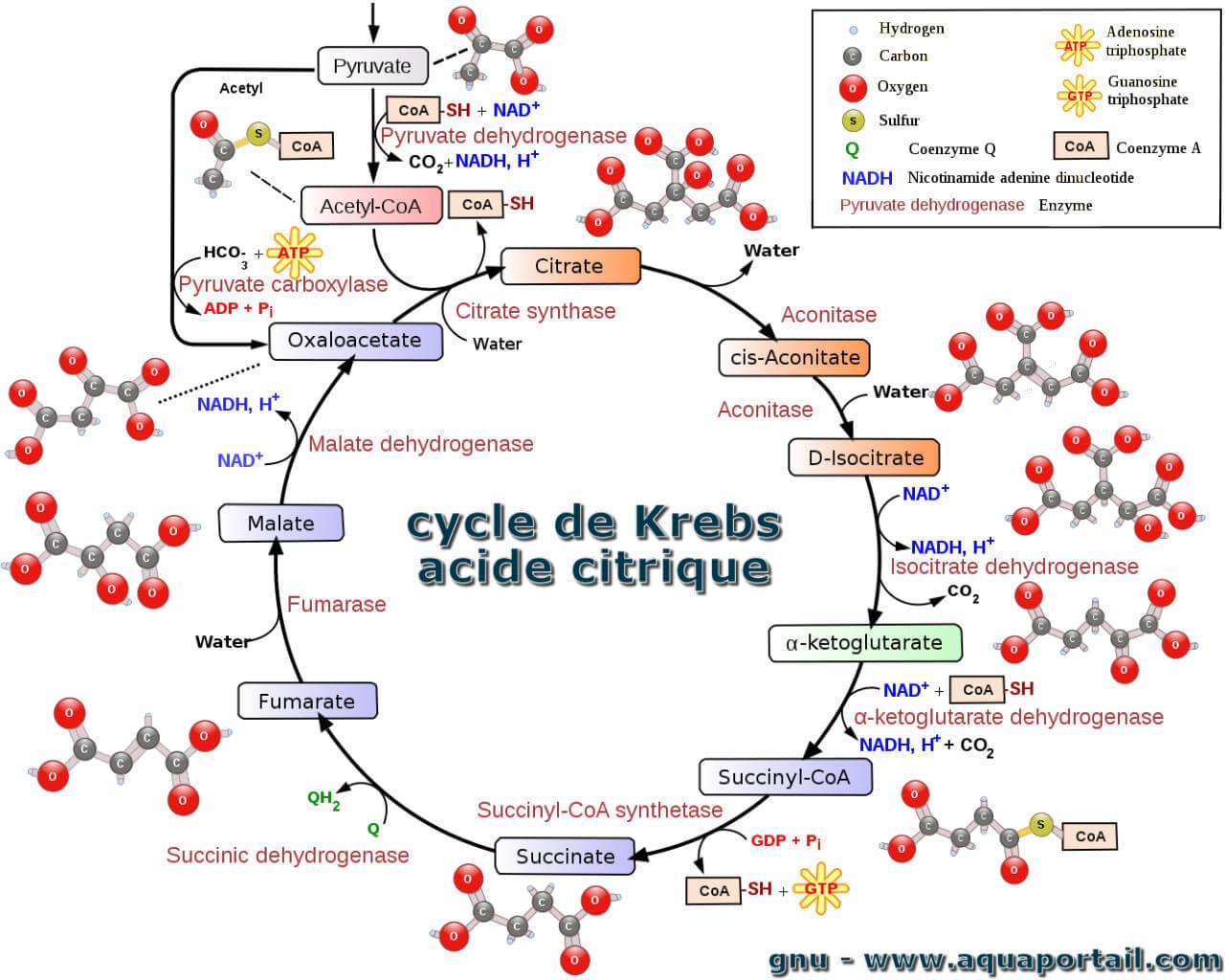 Cycle de Krebs ou TCA Nutritik