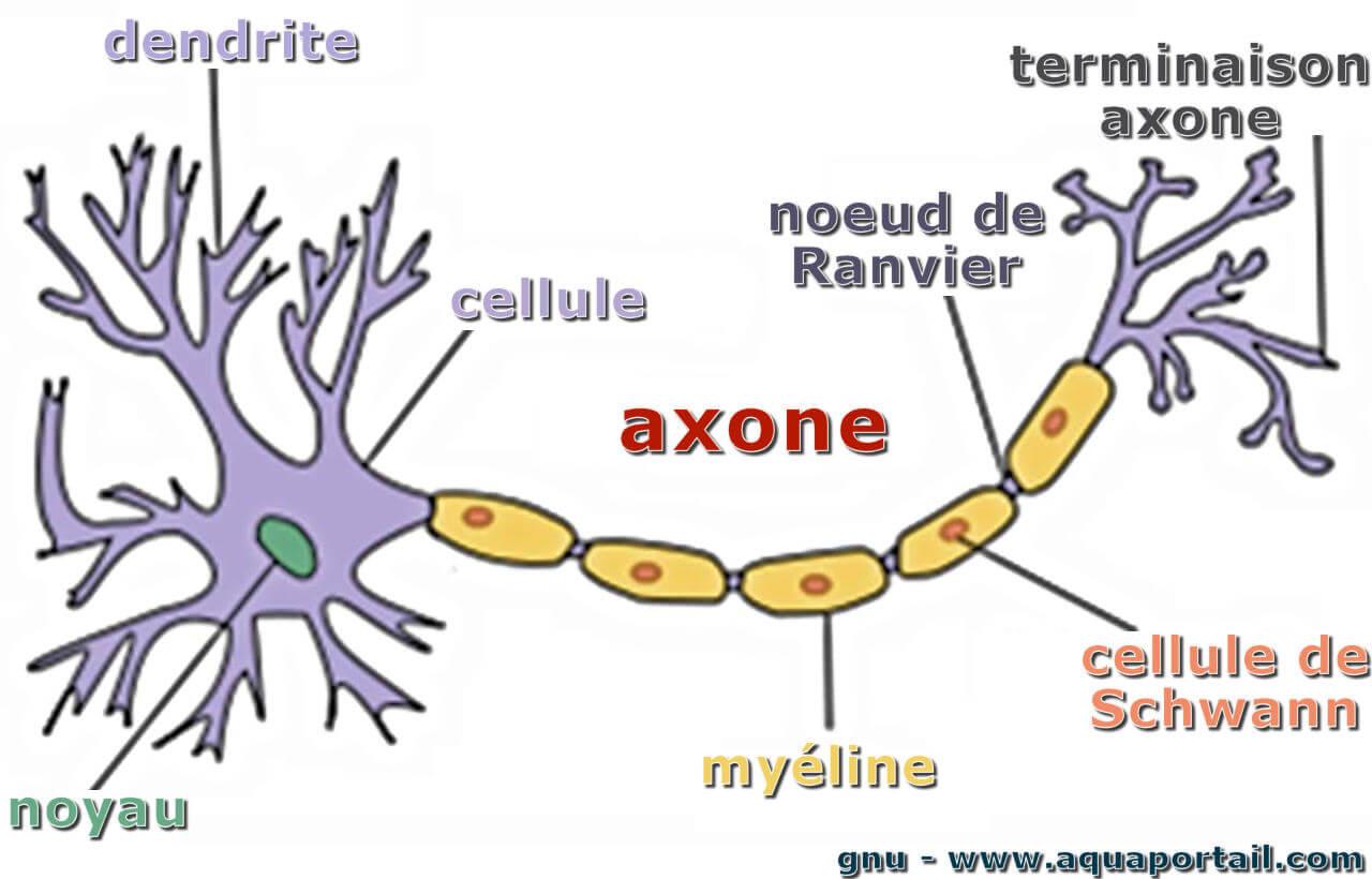 Neurone D finition Et Explications
