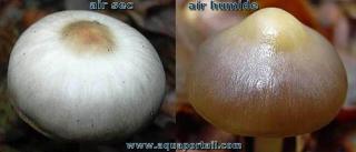 Photo de hygrophane et ses synonymes. Une champignon hygrophane avec ses deux morphes