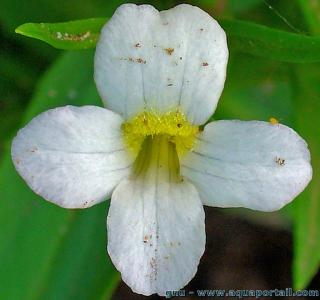 Une fleur de Gratiola officinalis en gros plan