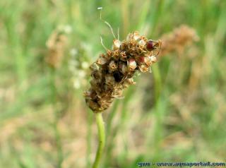 Une fleur de Plantago lanceolata