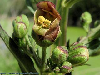 Fleurs de scrofulaire Scrophularia umbrosa