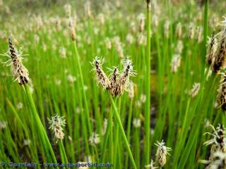 Les fleurs de Eleocharis palustris