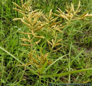 Les fleurs jaunes caractristiques de Cyperus esculentus