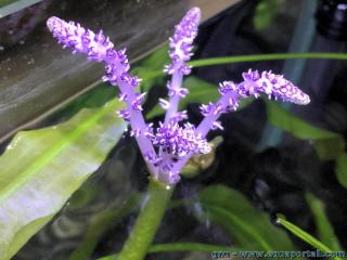 Aponogeton madagascariensis en flor en un acuario