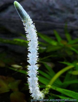 La fleur blanche de Aponogeton crispus