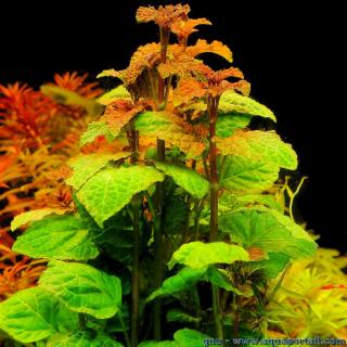 Hyptis lorentziana sp. Manaus  feuilles rouge