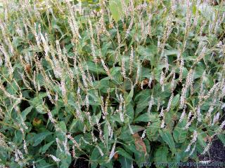 Varit Persicaria amplexicaulis alba