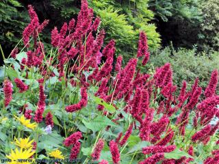 Varit Persicaria amplexicaulis speciosa