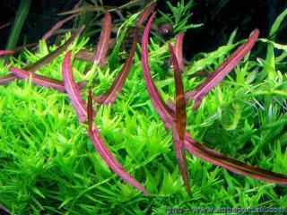 Persicaria praetermissa Ruby en acuario