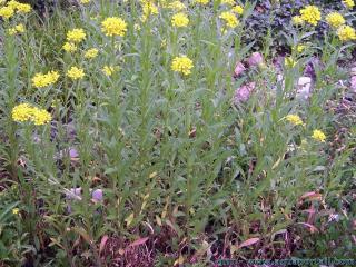 Une plante suffrutescente