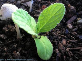 plantule