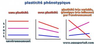 plasticit phnotypique