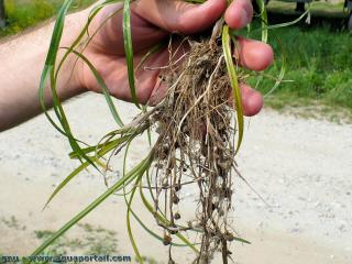 Les racines  tubercules de Cyperus esculentus