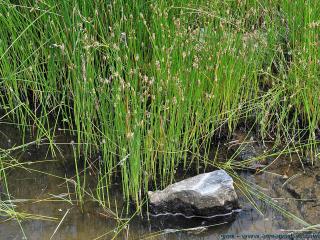 Le scirpe des marais Eleocharis palustris en milieu naturel