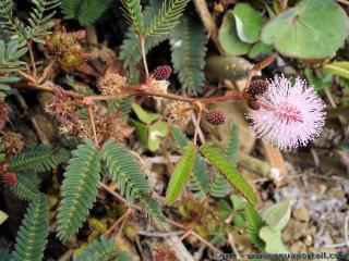 La sismonastie d'un mimosa pudique est une raction de contact des feuilles