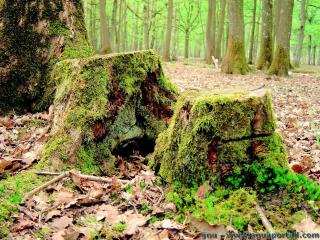 Deux souches d'arbres dans une fort