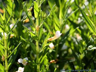 Tiges d'une gratiole officinale