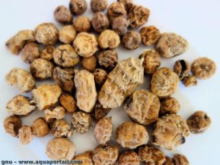 Tubercules schs de souchet comestible Cyperus esculentus