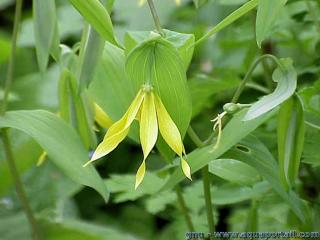 L'uvulaire  grande fleur Uvularia grandiflora