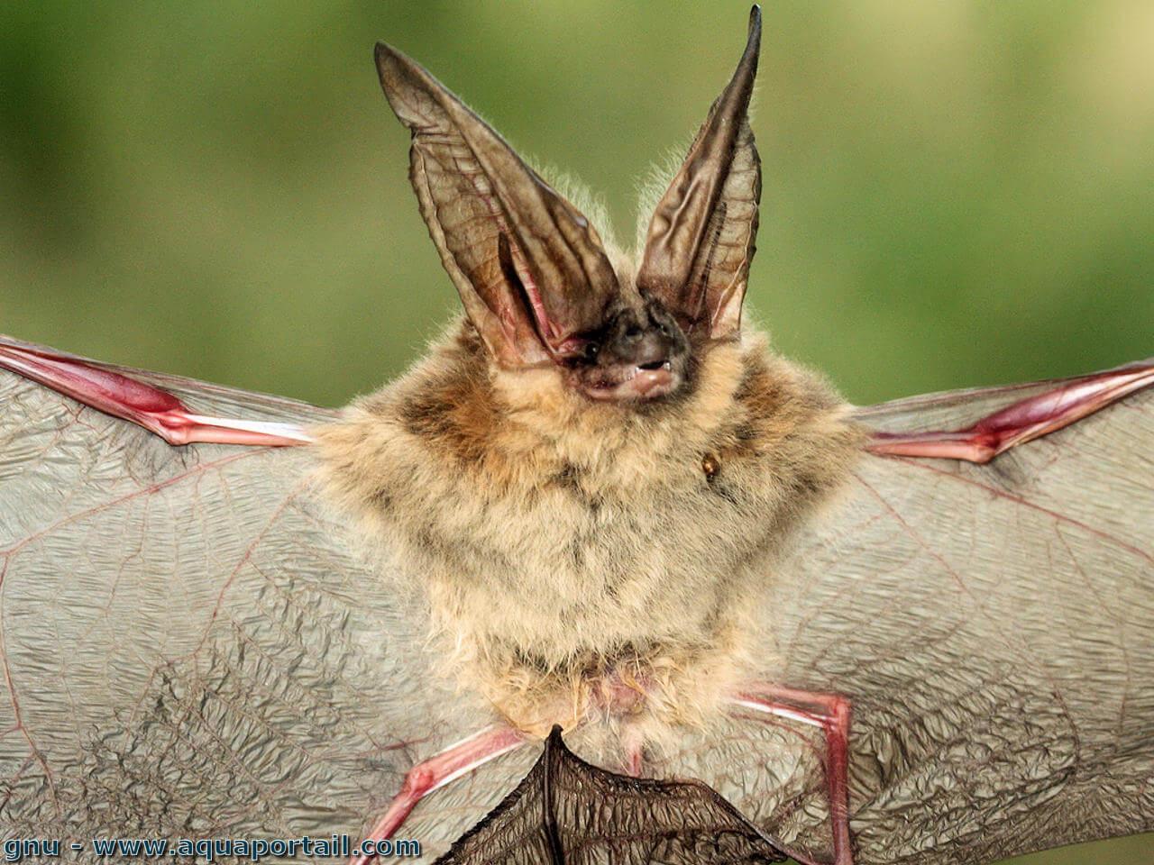 Chauve souris D finition Et Explications