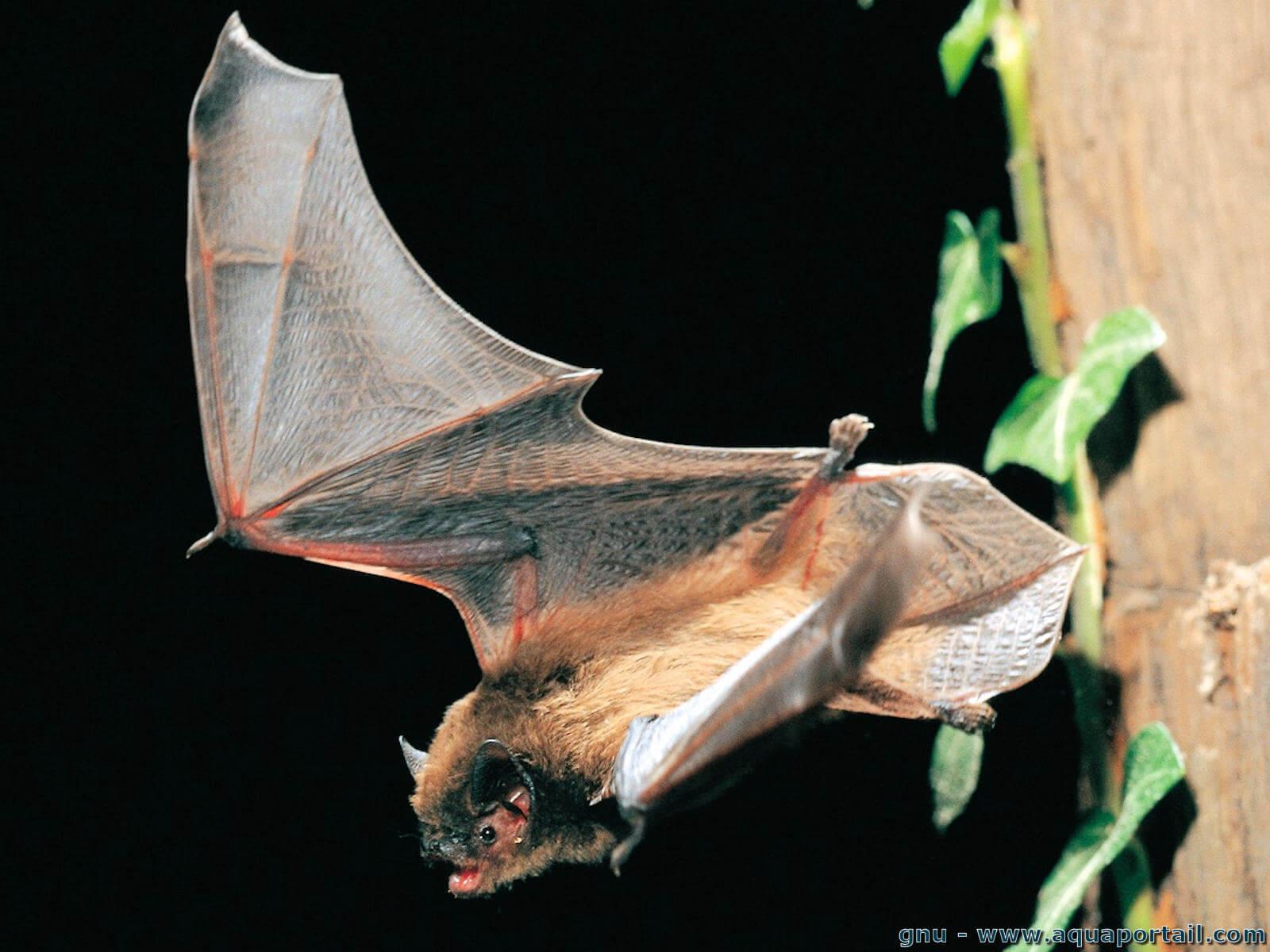 Souris animal D finition Et Explications