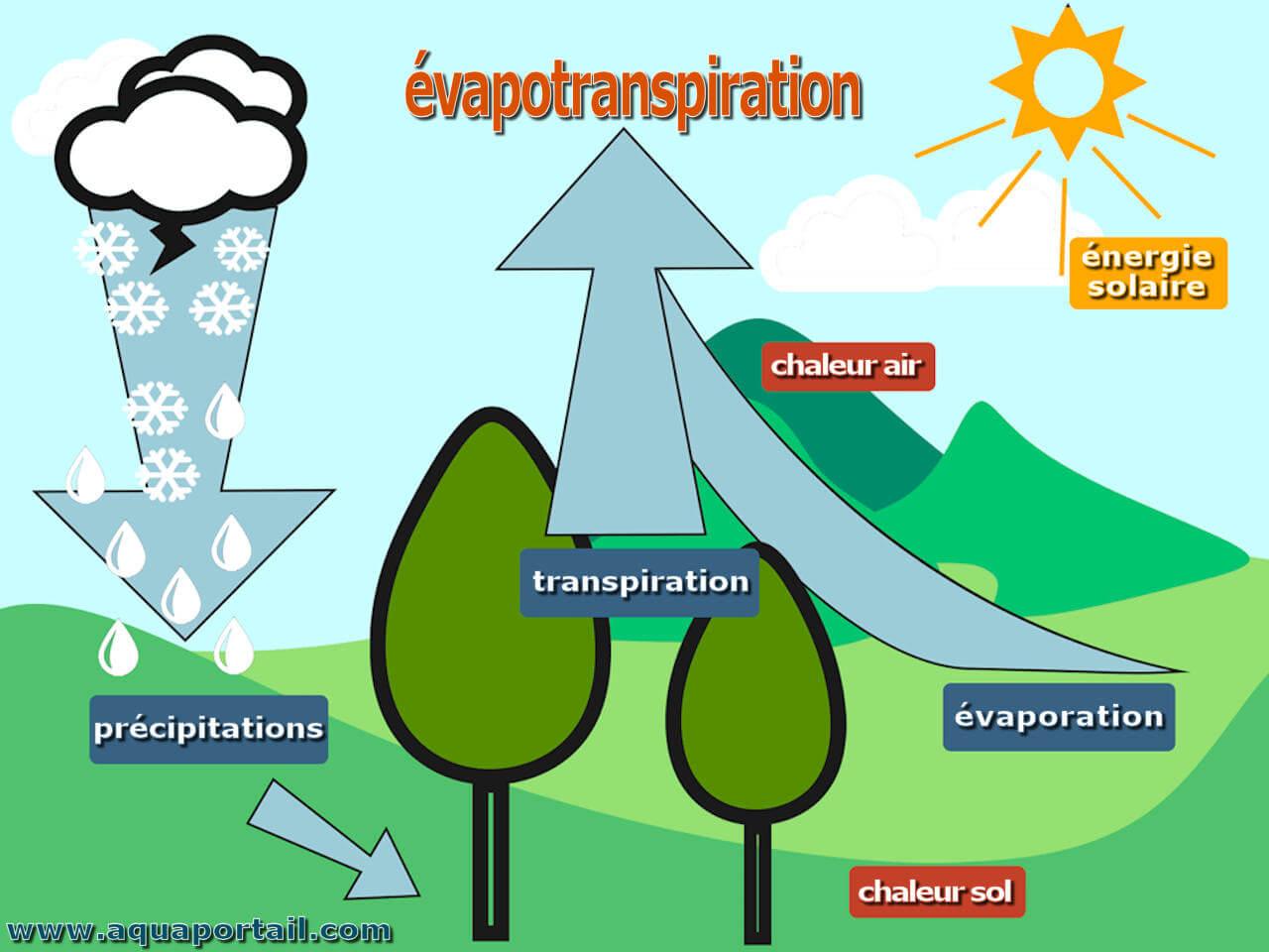 Évapotranspiration: définition et explications