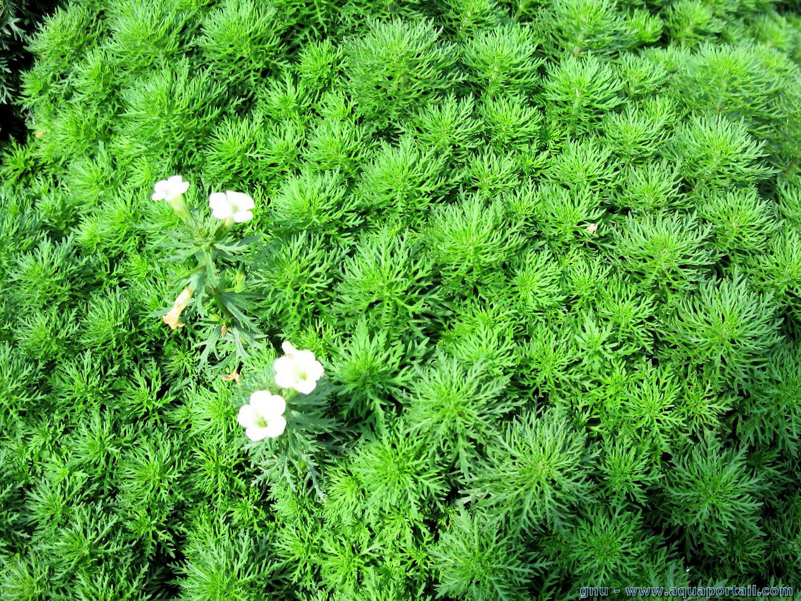 Limnophila sessiliflora (ambulie sessile)