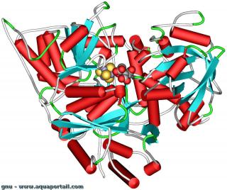 aconitase